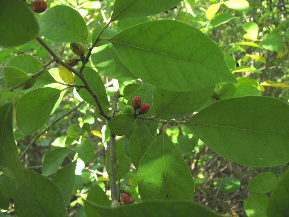 A Lindera benzoin, Northern spicebush with its bright red fruits.