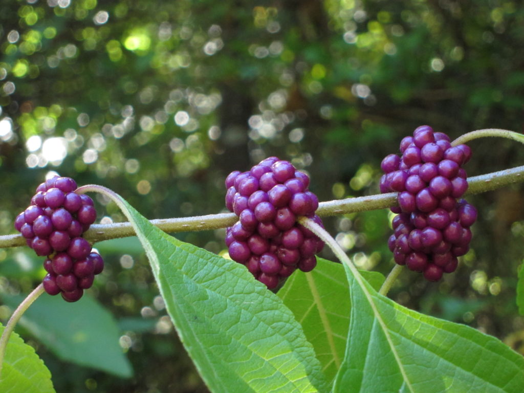 Bright American Beautyberries - Beech Hollow Farms