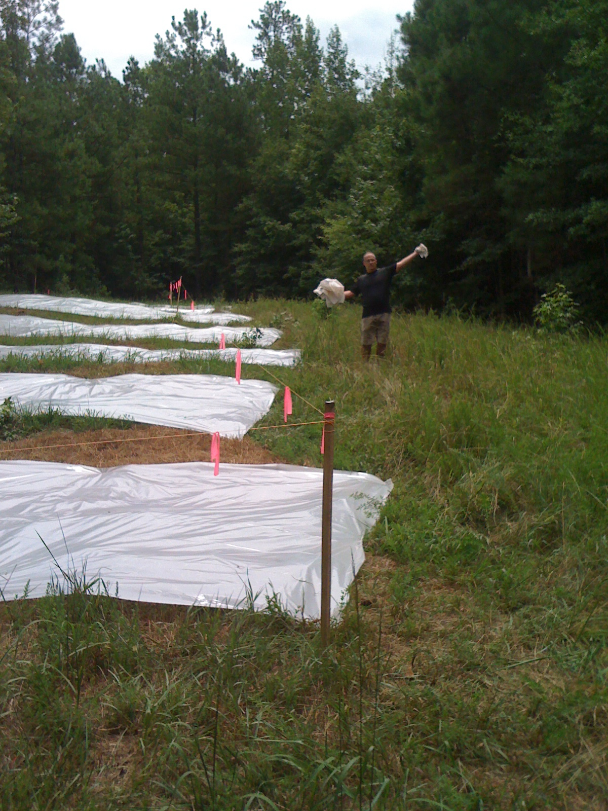 Re-covering the beds with clear plastic for solarization.