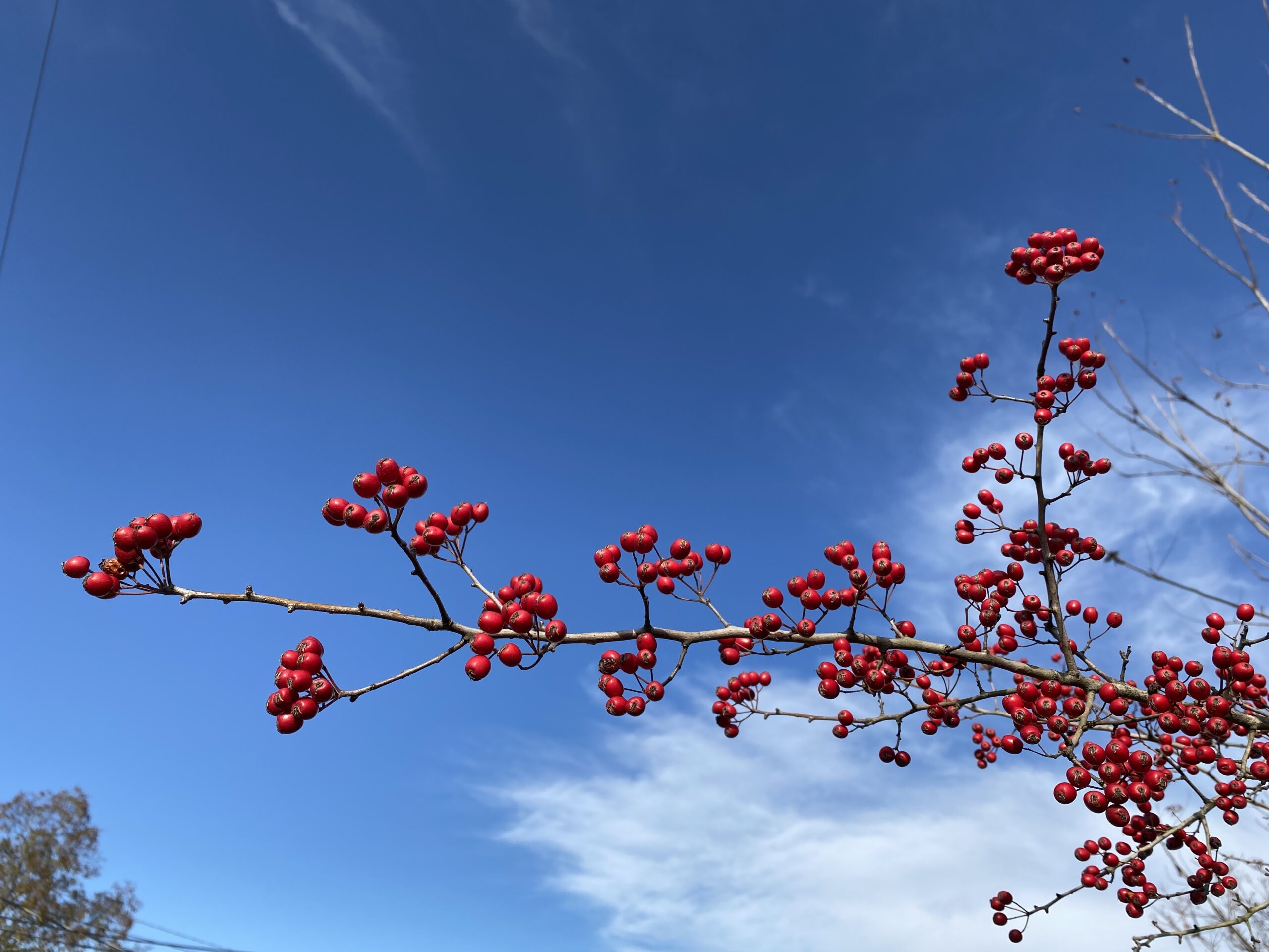 A leafless branch of crataegus marshallii, parsley leaf hawthorn,against a blue winter sky. It has bright red winter persistent berries.