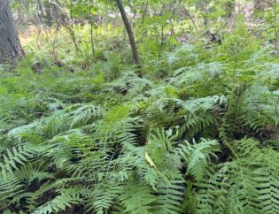A colony of New York Fern, Amauropeltis novaborascensis in a Granite Glade.