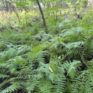 A colony of New York Fern, Amauropeltis novaborascensis in a Granite Glade.