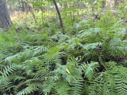 A colony of New York Fern, Amauropeltis novaborascensis in a Granite Glade.