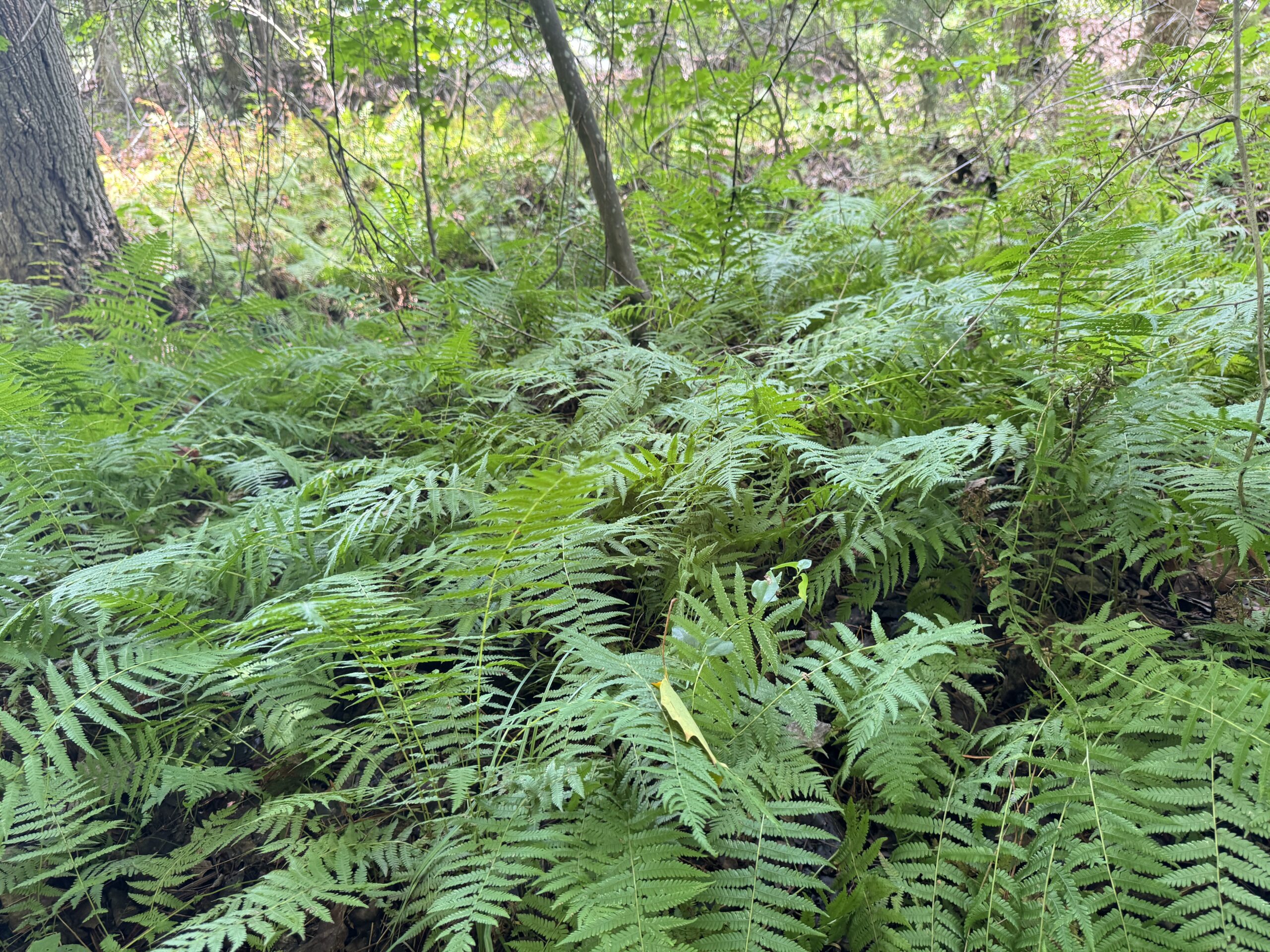 A colony of New York Fern, Thelypteris novaborascensis in a Granite Glade.