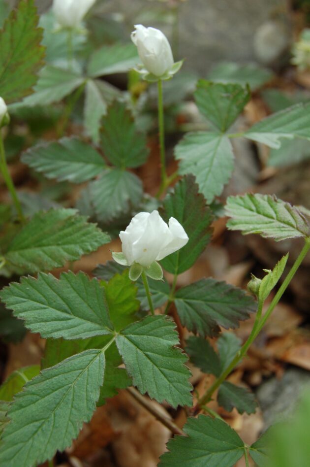 Rubus trivialis