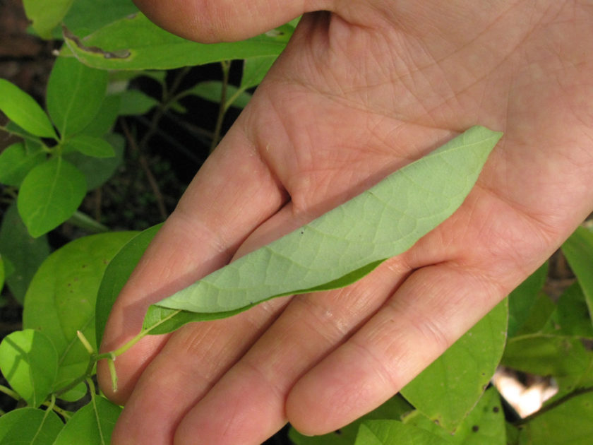 The Life and Times of the Spicebush Swallowtail (Papilio troilus ...