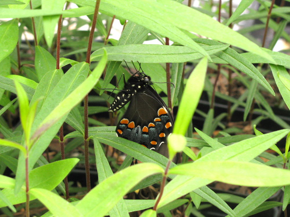 Papilio troilus, Spicebush Swallowtail butterfly.