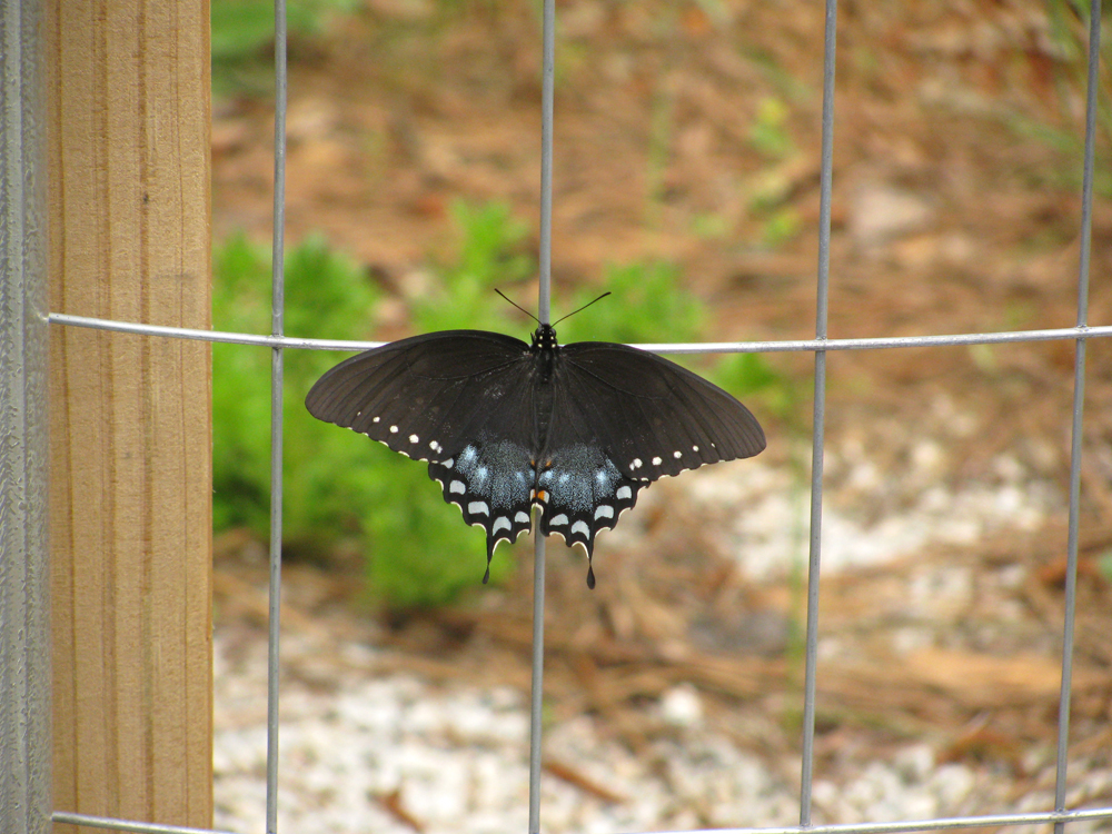 A Spicebush Swallowtail butterfly, Papilio troilus, finally moves away from the foliage and begins to flex its wings several hours after emerging from its chrysalis.