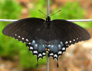 Papilio troilus, Spicebush swallowtail butterfly