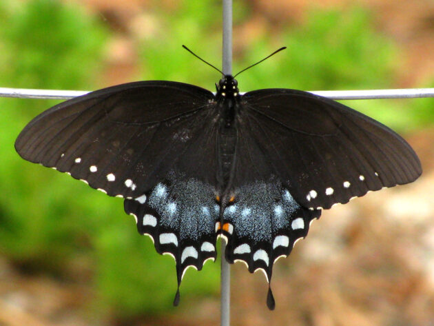 Spicebush Swallowtails, Papilio troilus, have “tails” on their black and blue wings, edged in creamy half-moons. Females have orange spots on hindwings.
