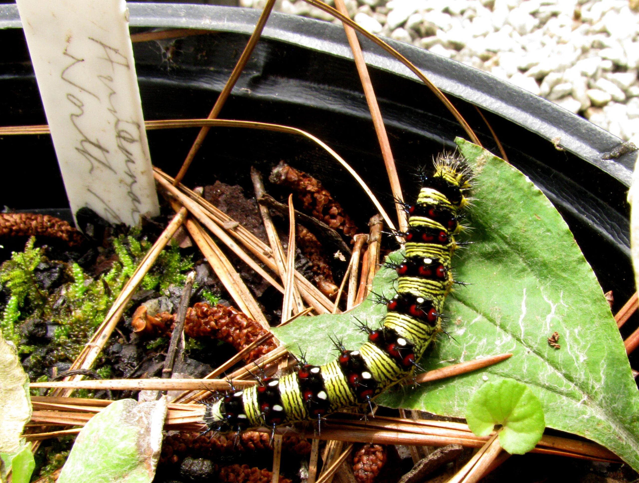 The Painted Lady caterpillar, Vanessa virginiensis, on a Plantainleaf Pussytoes, Antennaria plantaginifolia, is now mature enough to enter the chrysalis or pupa stage.