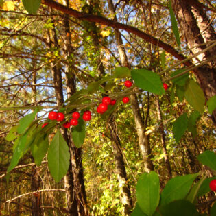 Ilex decidua, Sparkleberry, is native holly. Its bright red, late season berries are vital to native wildlife during the winter.