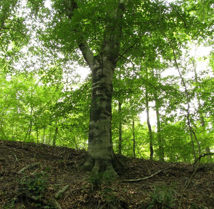 Beech trees thrive in moist bottom lands. Have you ever seen one on a hilltop?