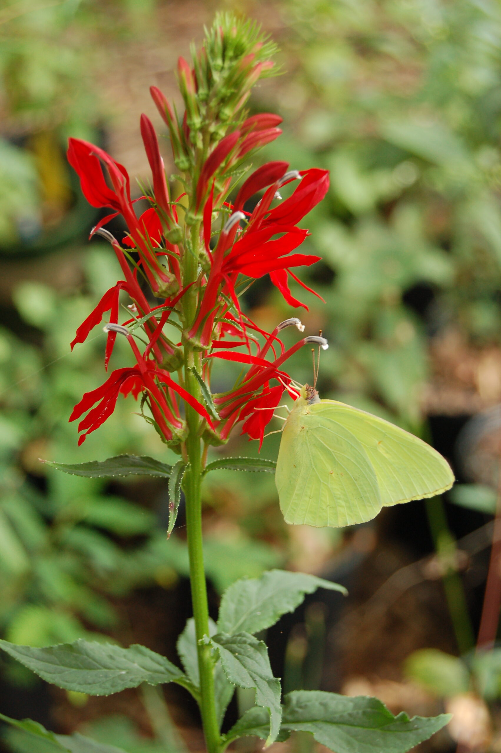 Lobelia_cardinalis_29