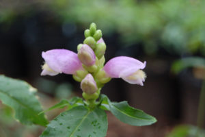 Appalachian Turtlehead, Chelone cuthbertii, a species that wants a moist to wet area in the garden.