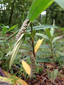 Two fat Monarch caterpillars on Asclepias incarnata, Swamp Milkweed.