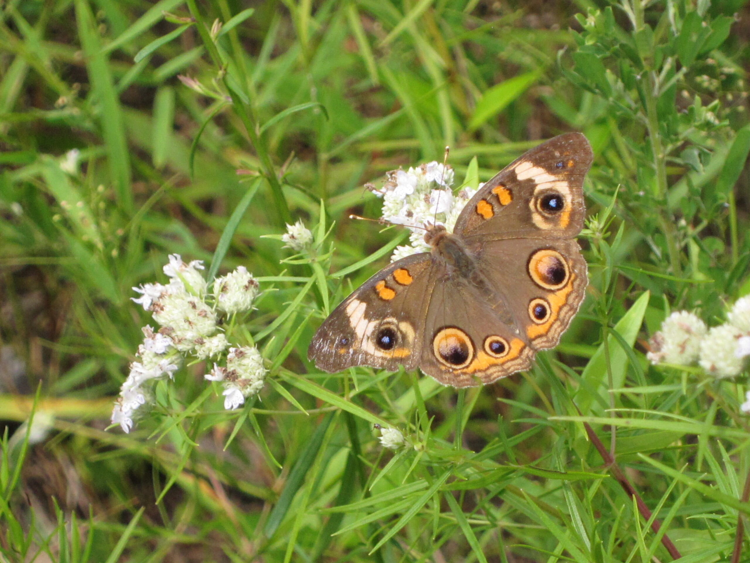 Common Buckeye butterfly, Junonia coenia, feeds on the nectar of white flower clusters blooming on Narrowleaf Mountain Mint, Pycnanthemum tenuifolium.