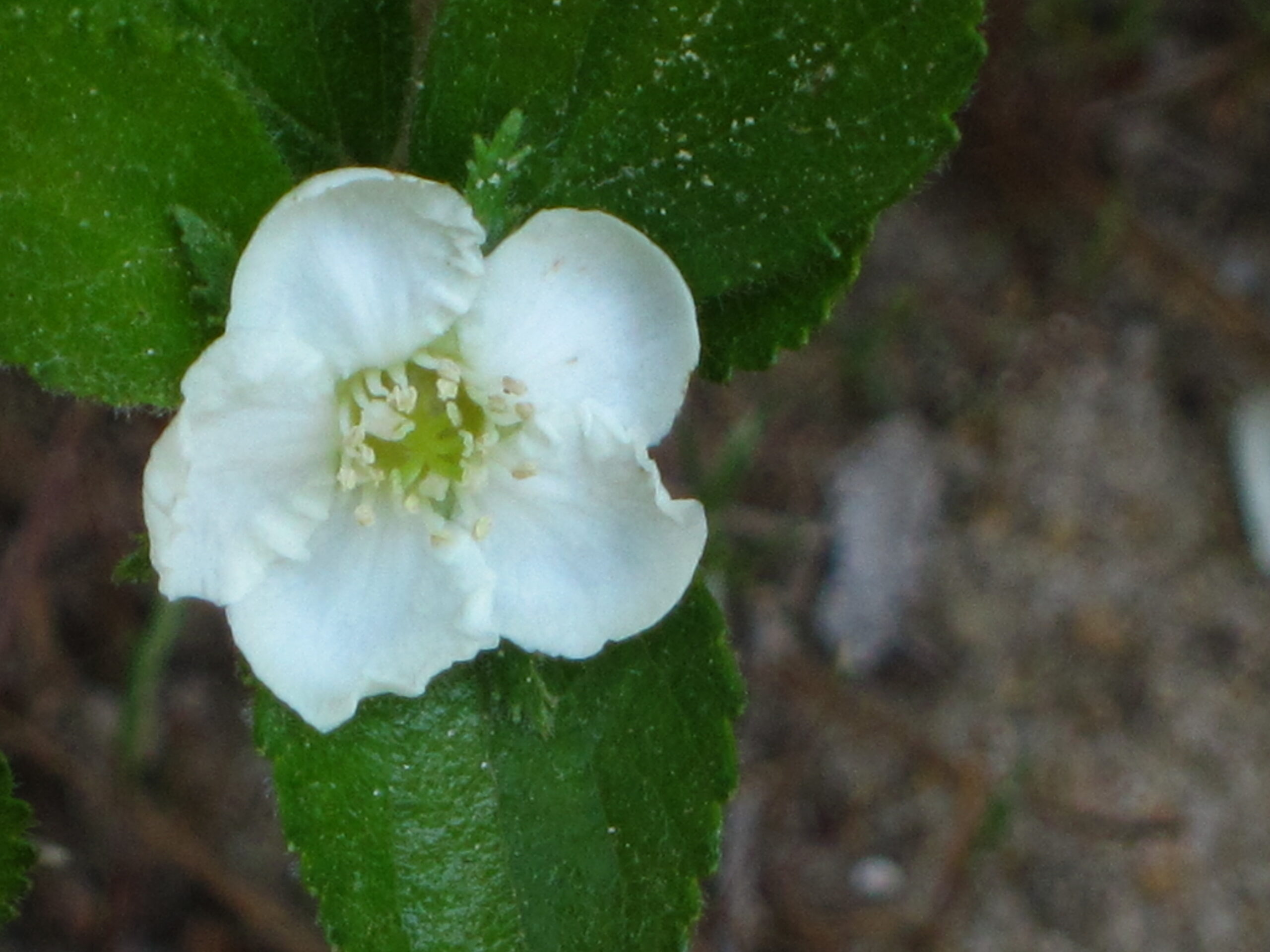 Dwarf Hawthorn flower, Crataegus uniflora