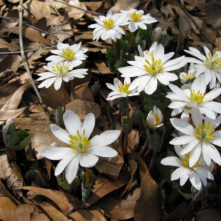 Sanguinaria canadensis, or Bloodroot, is a native perennial whose white, daisy-like blooms appear in the Spring.