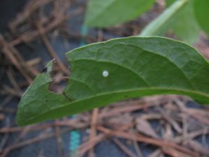 Monarch egg on underside of Asclepias incarnata (Swamp Milkweed) leaf.