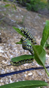 Monarch caterpillars munching on Asclepias incarnata, Swamp Milkweed.