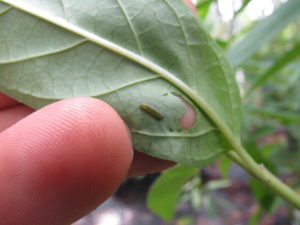 Very immature Monarch caterpillar on underside of Asclepias incarnata (Swamp Milkweed) leaf.