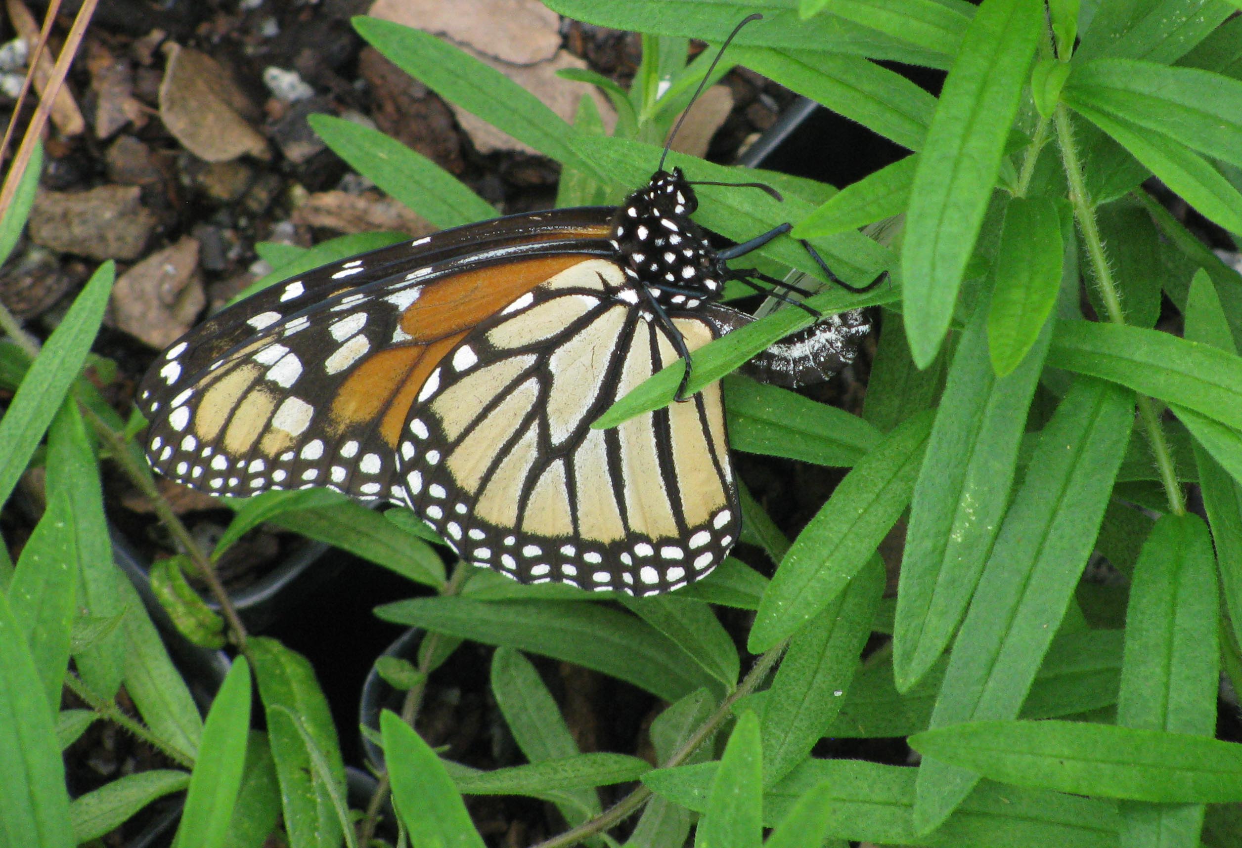 Female Monarch Butterfly laying egg on Asclepias tuberosa.