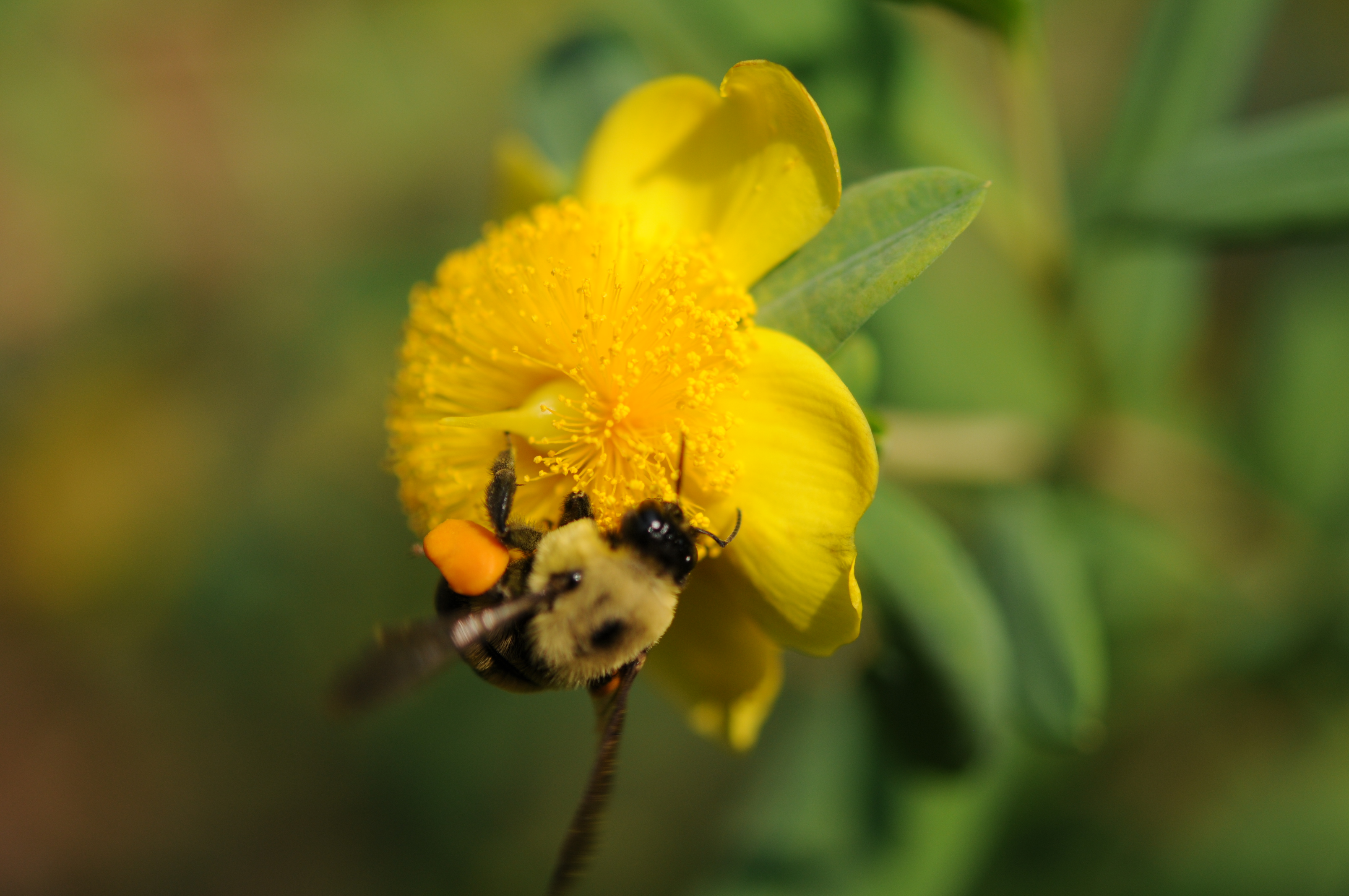 A carpenter bee collecting pollen from the native Hypericum frondosum, Golden Saint John's Wort.