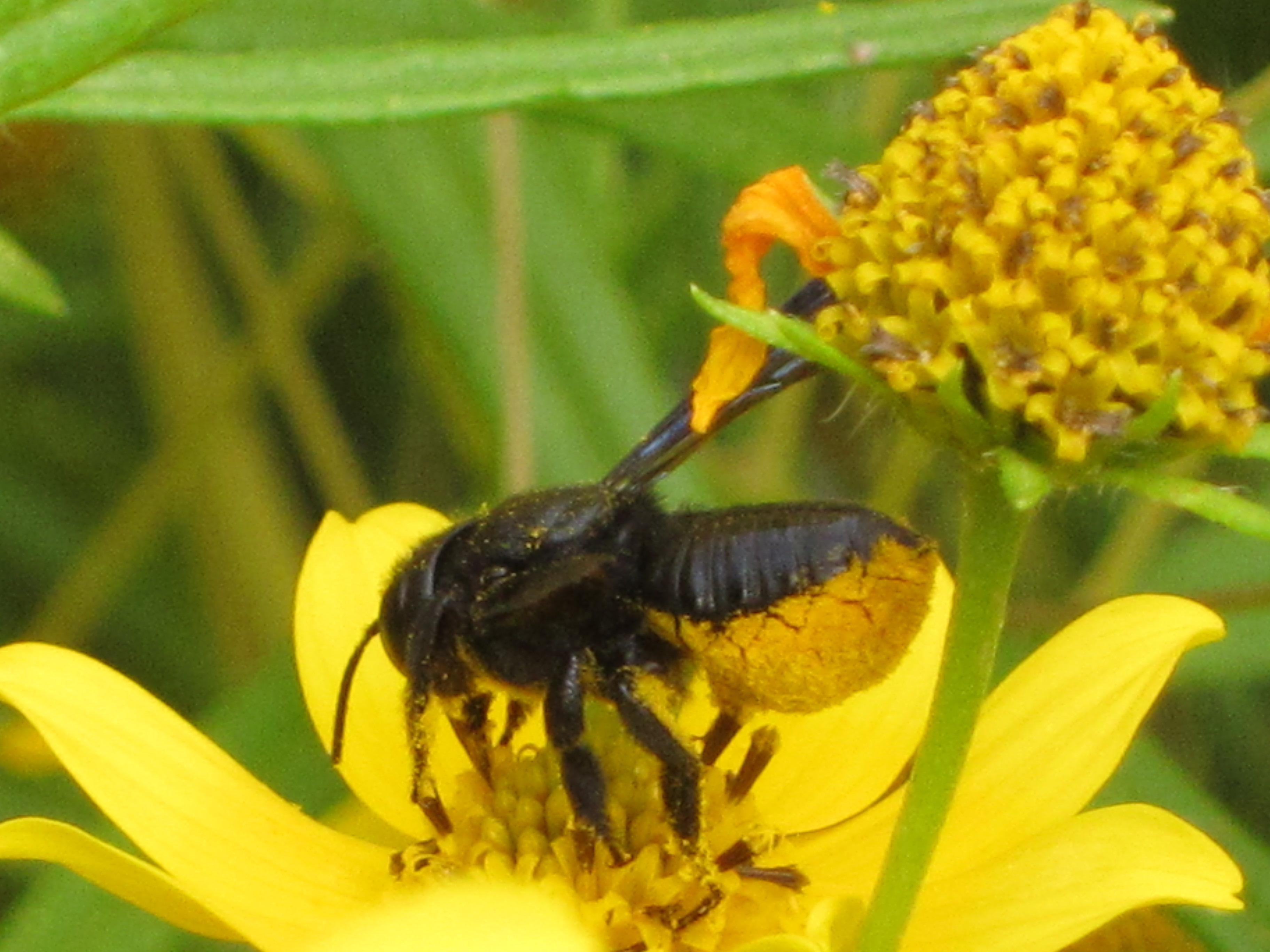 Native Mason bee on Helianthus porterii, the Stone Mountain Daisy.