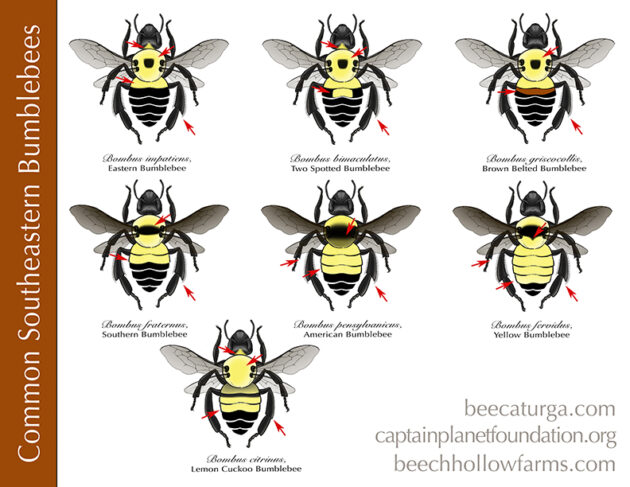 Bumblebee ID & Survey Activity & PDF - Beech Hollow Farms