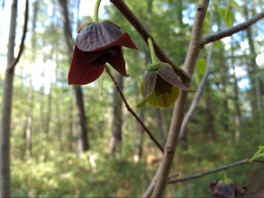 The flowers of Asimina triloba, Common Paw Paw.