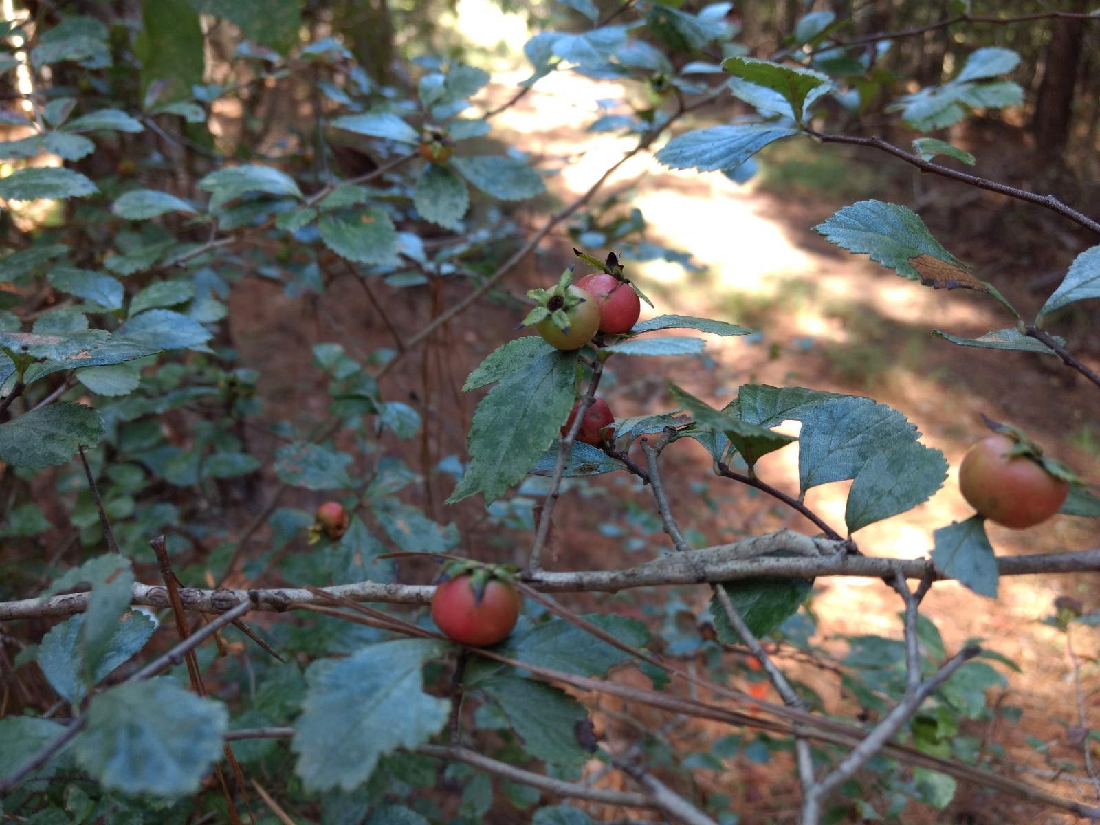 pink hawthorn berries