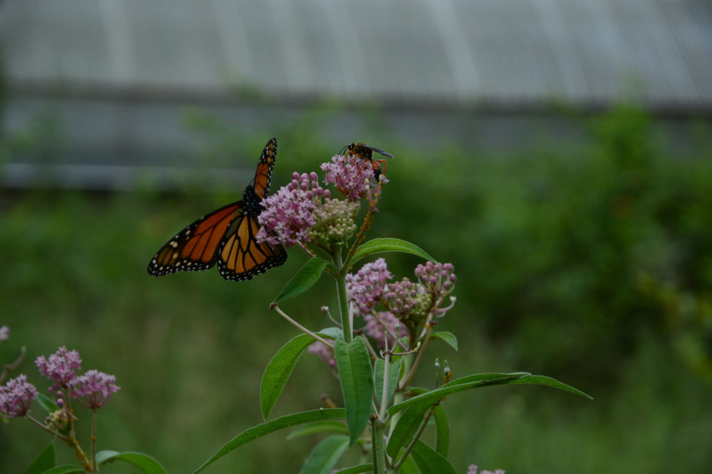 The showy pink flower clusters that top the upright stems of Asclepias incarnata, Swamp Milkweed, attract Monarch butterflies, bees, and other pollinator species to their blooms.