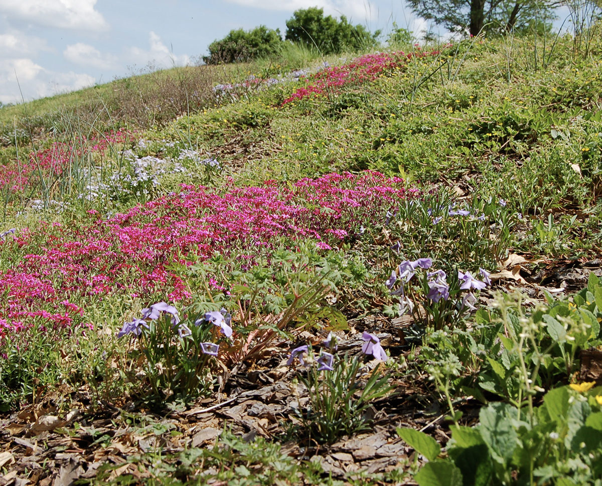 Community project: plant installation for erosion control at Freedom Park in Atlanta, GA.