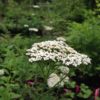 Achillea millefolia, or Yarrow, has showy clusters of delicate white flowers. It produces multiple stalks topped with flowering heads.