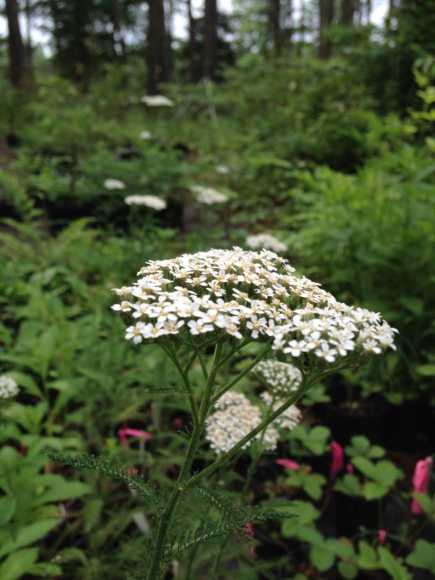 Achillea millefolia, or Yarrow, has showy clusters of delicate white flowers. It produces multiple stalks topped with flowering heads.
