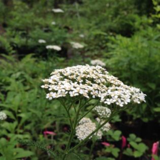 Achillea millefolia, or Yarrow, produces showy clusters of delicate white flowers.