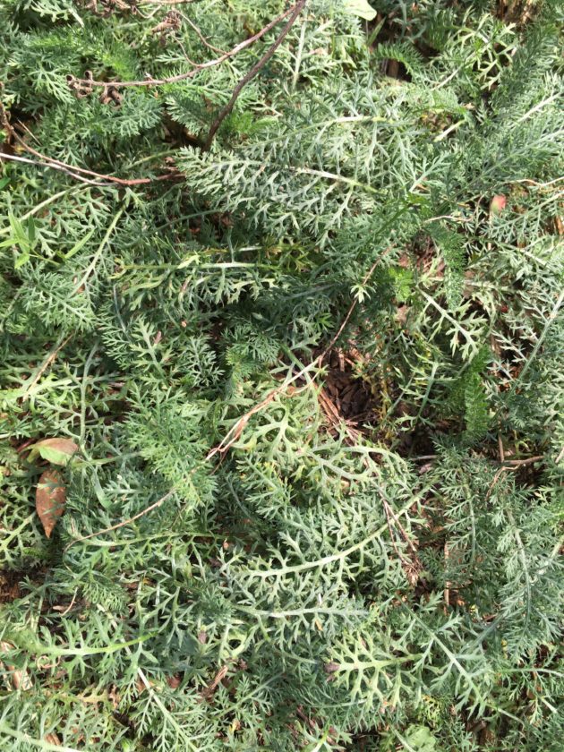 Achillea millefolia, or Yarrow, has feathery green basal leaves. This attractive semi-evergreen foliage provides cover for native wildlife.