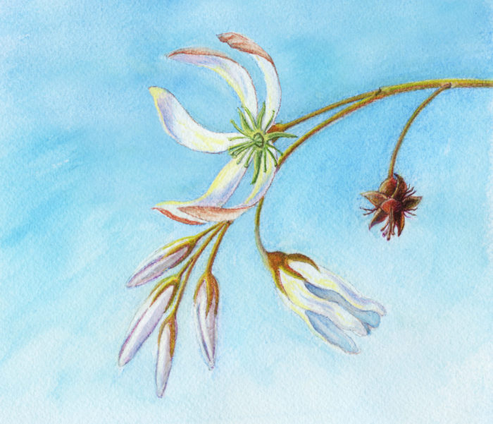 Amelanchier flower sketch