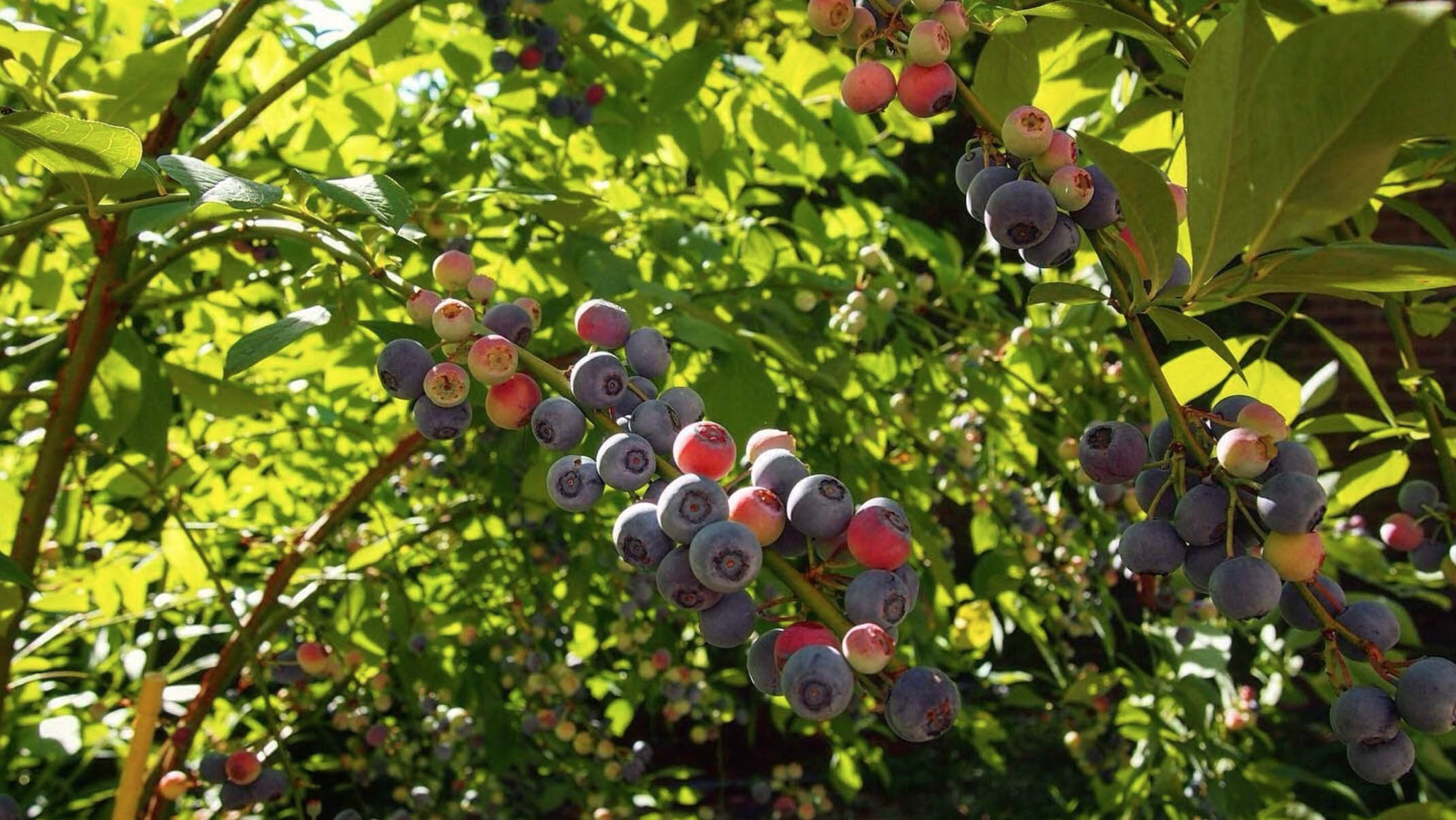 Ripe blueberries on the bush