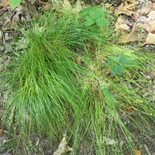Carex appalachica (Appalachian Sedge)