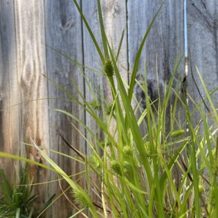 green foliage of Carex lurida in front of a wooden fence