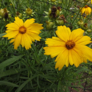 Coreopsis lanceolata