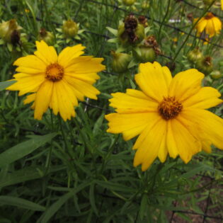 Coreopsis lanceolata, Lanceleaf Coreopsis, is a cluster of semi-erect stems with lanceolate leaves topped with bright yellow flowers.