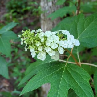 Hydrangea quercifolia, oakleaf hydrangea