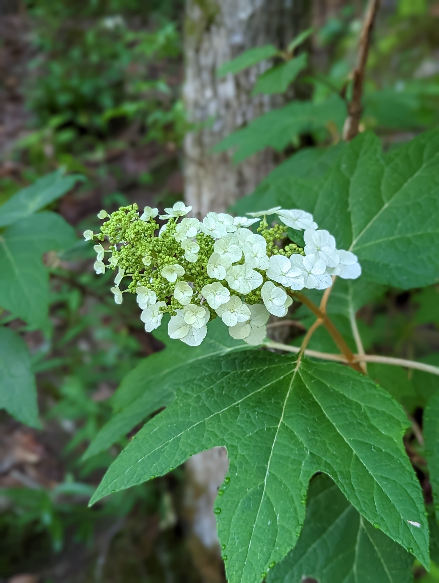 Hydrangea quercifolia Hydrangea quercifolia, oakleaf hydrangea