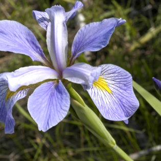 Blue flag, Iris virginica, blooming in early summer.