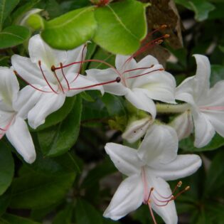 Rhododendron arborescens, Sweet Azalea