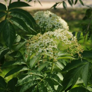 White flower clusters of Sambucus canadensis (American elderberry) in front of green foliage