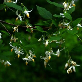 white and yellow flowers of Styrax americana (American snowbell)